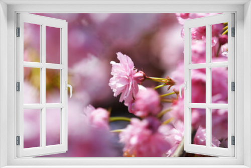 Fototapeta Naklejka Na Ścianę Okno 3D - Piękne różowe kwiatuszki na kolorowym naturalnym tle.  