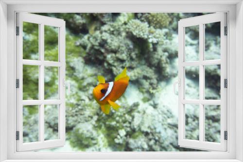 Fototapeta Naklejka Na Ścianę Okno 3D - Red Sea Anemone Fish