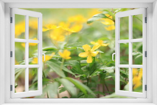 Fototapeta Naklejka Na Ścianę Okno 3D - Yellow flowers in spring in the forest. Primroses. Selective focus.