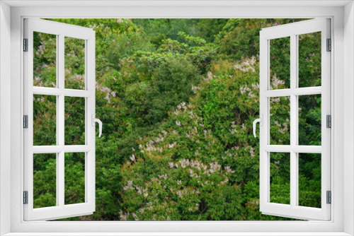 Fototapeta Naklejka Na Ścianę Okno 3D - Lush green forest or woodland background