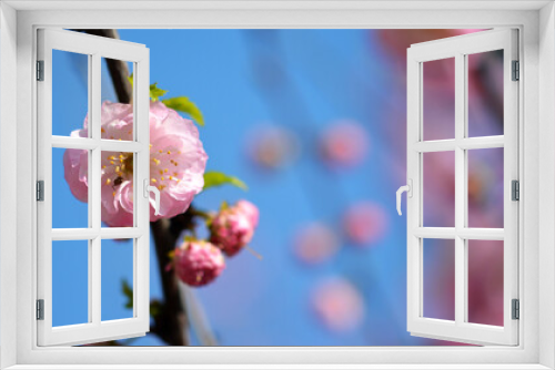 Fototapeta Naklejka Na Ścianę Okno 3D - Różowy kwiat na ozdobnym drzewie w parku na wiosnę. 