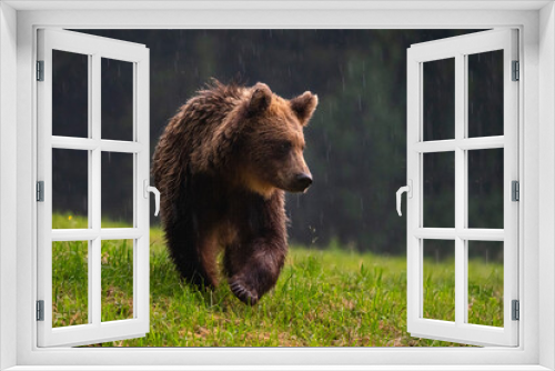 Fototapeta Naklejka Na Ścianę Okno 3D - Brown bear, ursus arctos, in the middle of grass meadow. Concept of animal family. Summer season. In the summer forest. Natural Habitat. Big brown bear. Dangerous animal in nature forest. Close up.
