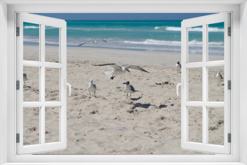 Fototapeta Naklejka Na Ścianę Okno 3D - birds on the beach