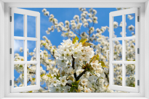 Fototapeta Naklejka Na Ścianę Okno 3D - Cherry blossom and blue spring sky