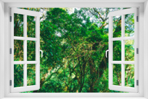 Fototapeta Naklejka Na Ścianę Okno 3D - Pasisajes de yunga y selva
