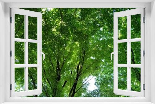 Fototapeta Naklejka Na Ścianę Okno 3D - Vista de árboles  con hojas verdes 