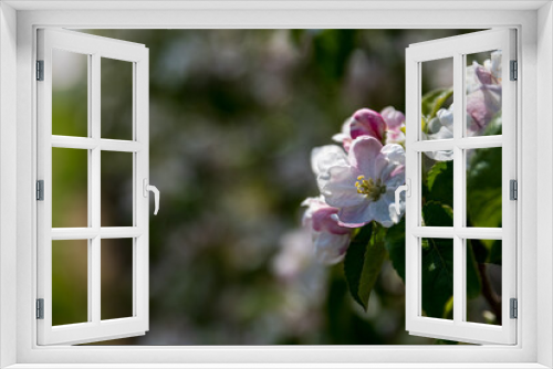 Fototapeta Naklejka Na Ścianę Okno 3D - A flowering apple tree in spring