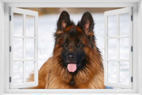 Fototapeta Naklejka Na Ścianę Okno 3D - brown german shepherd dog in snow