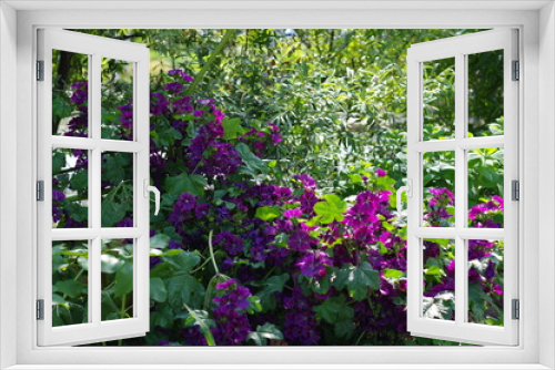 Fototapeta Naklejka Na Ścianę Okno 3D - 気品ある紫色の花