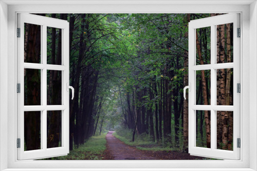 Fototapeta Naklejka Na Ścianę Okno 3D - landscape spring forest background nature