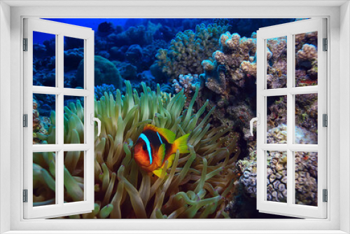 Fototapeta Naklejka Na Ścianę Okno 3D - anemone fish, clown underwater orange fish sea background aquarium