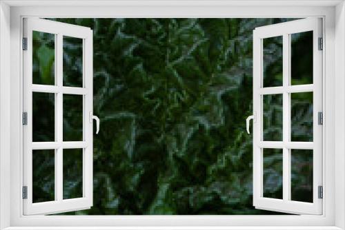 Fototapeta Naklejka Na Ścianę Okno 3D - Junges Rhabarberblatt mit starken Strukturen