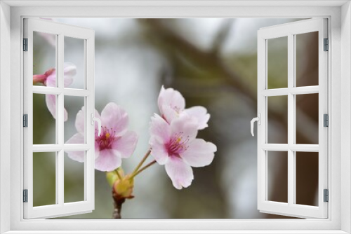 Fototapeta Naklejka Na Ścianę Okno 3D - 春の訪れ　美しい桃色桜