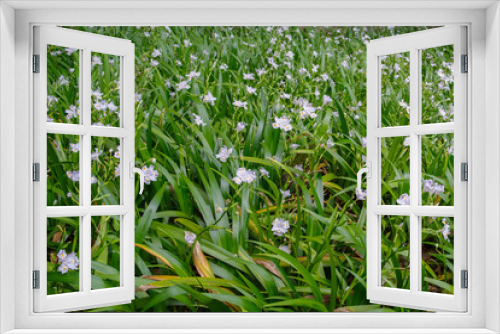 Fototapeta Naklejka Na Ścianę Okno 3D - シャガの花