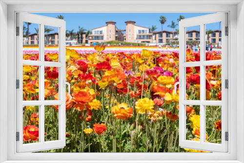 Fototapeta Naklejka Na Ścianę Okno 3D - Flowers at Carlsbad Flower Fields, Carlsbad, CA