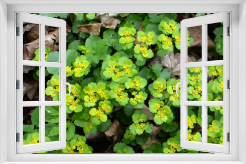 Fototapeta Naklejka Na Ścianę Okno 3D - Chrysosplenium alternifolium blooms in nature in spring