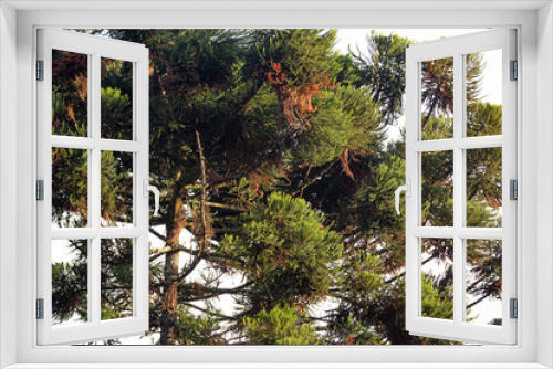 Fototapeta Naklejka Na Ścianę Okno 3D - Paraná pine,Araucaria angustifolia tree in close-up and fine botanical detail. Pinheiro do Paraná. Prudentópolis