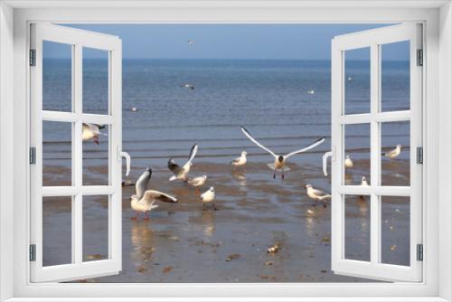 Fototapeta Naklejka Na Ścianę Okno 3D - Many seagulls are playing by the sea