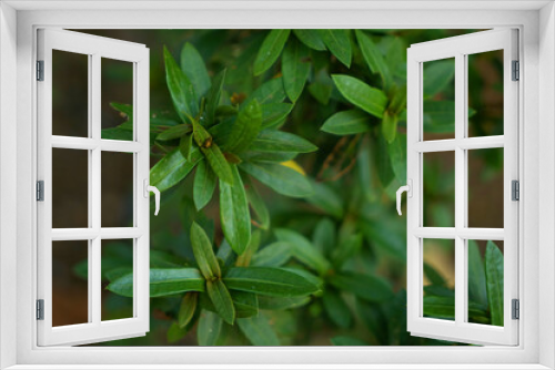 Fototapeta Naklejka Na Ścianę Okno 3D - samal  leaf