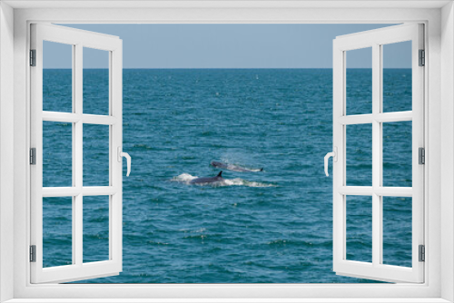 Fototapeta Naklejka Na Ścianę Okno 3D - bruda whale swimming in the sea