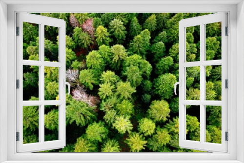 Fototapeta Naklejka Na Ścianę Okno 3D - Aerial view of a pine forest
