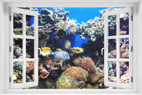 Fototapeta Naklejka Na Ścianę Okno 3D - Coral reef in Australia