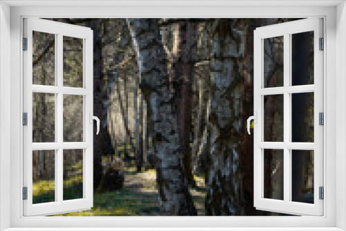 Fototapeta Naklejka Na Ścianę Okno 3D - birch forest