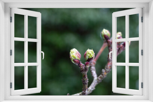 Fototapeta Naklejka Na Ścianę Okno 3D - close-up of branches of trees and shrubs with buds and first leaves in spring. The concept is a new life.