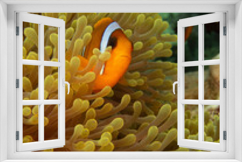 Fototapeta Naklejka Na Ścianę Okno 3D - anemonefish