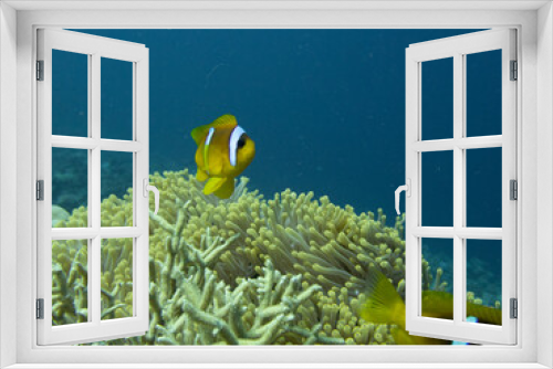 Fototapeta Naklejka Na Ścianę Okno 3D - anemonefish