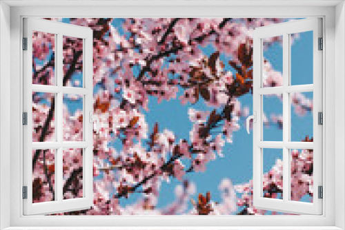 Fototapeta Naklejka Na Ścianę Okno 3D - Closeup blossoming peach tree on the sunny day