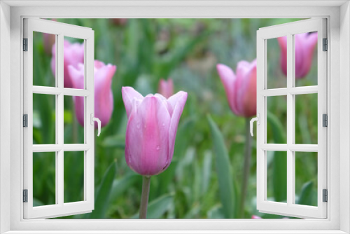 Fototapeta Naklejka Na Ścianę Okno 3D - Tulip ÔMistress MysticÕ in flower.