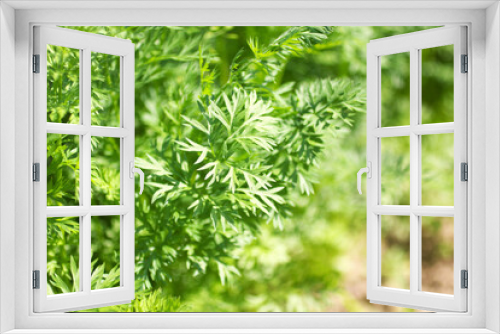 Fototapeta Naklejka Na Ścianę Okno 3D - Fresh green carrot leaves in a sunlight in a garden. Agriculture, growing vegetables, planting background with a free space for text