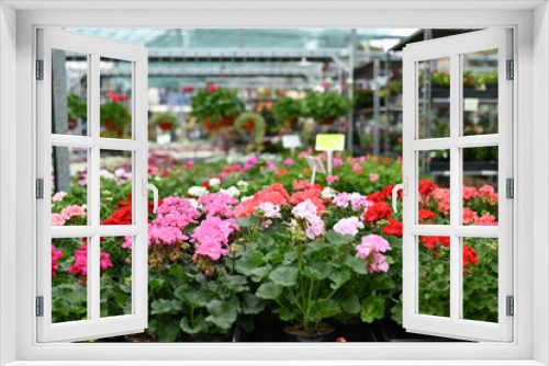Fototapeta Naklejka Na Ścianę Okno 3D - multicolored bright colorful flowers in a rustic greenhouse. greenhouse, flower shop, price tags, selective focus 