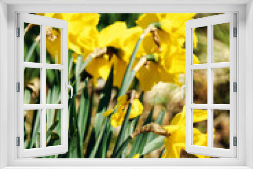 Fototapeta Naklejka Na Ścianę Okno 3D - Yellow daffodils flowers