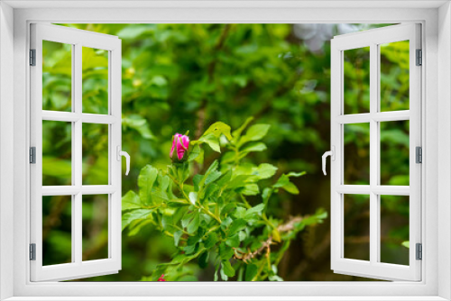 Fototapeta Naklejka Na Ścianę Okno 3D - light rose white flower of a wild rose dogrose against a background of green leaves. Free space for text. Greeting card.Selective focus on rosehip bud.wild rose bush