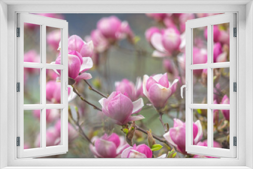Fototapeta Naklejka Na Ścianę Okno 3D - Blooming magnolia tree flower on a blurred background.