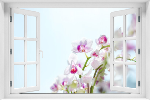 Fototapeta Naklejka Na Ścianę Okno 3D - Orchid flower image on a sky background.

