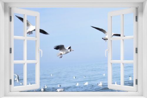 Fototapeta Naklejka Na Ścianę Okno 3D - seagulls on the sky