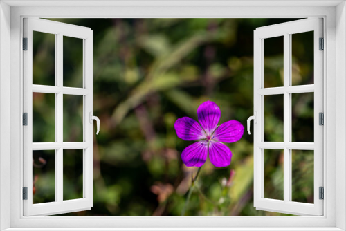 Fototapeta Naklejka Na Ścianę Okno 3D - Geranium palustre flower growing in meadow, close up shoot