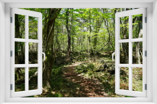 Fototapeta Naklejka Na Ścianę Okno 3D - fascinating fresh green forest in the gleaming sunlight