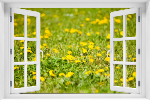Fototapeta Naklejka Na Ścianę Okno 3D - Yellow dandelions in the meadow. Selective focus.