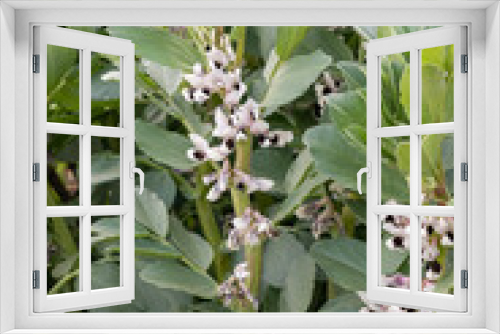 Fototapeta Naklejka Na Ścianę Okno 3D - Close-up, flowering broad bean plants. Superaguadulce variety.