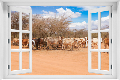 Fototapeta Naklejka Na Ścianę Okno 3D - Masai cows grazing in the wild at Nanyuki, Kenya