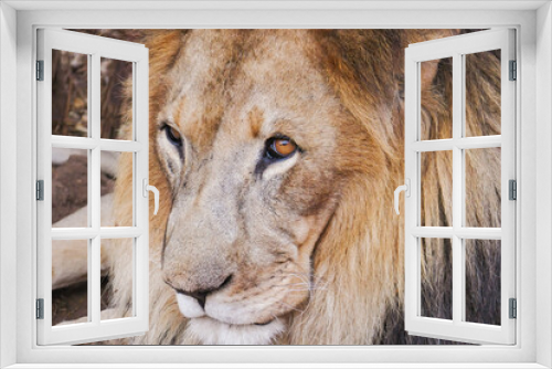 Fototapeta Naklejka Na Ścianę Okno 3D - A lion - Panthera leo resting at a conservancy in Nanyuki, Kenya