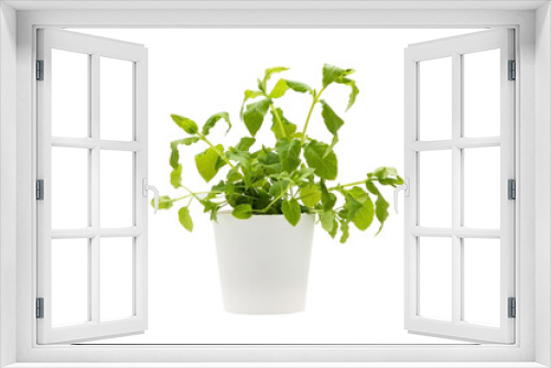 Fototapeta Naklejka Na Ścianę Okno 3D - Indoor plant isolated on a white background