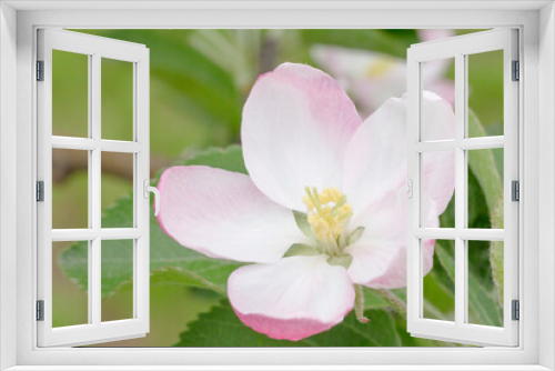 Fototapeta Naklejka Na Ścianę Okno 3D - close up of apple tree blossom