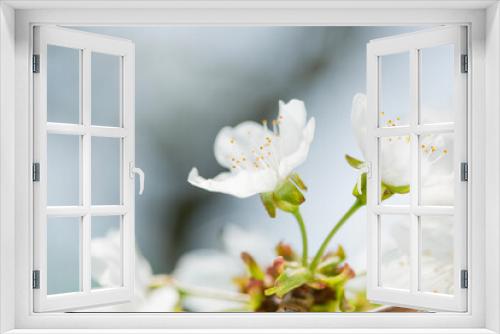 Fototapeta Naklejka Na Ścianę Okno 3D - close up of white flowers