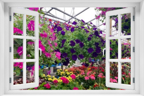 Fototapeta Naklejka Na Ścianę Okno 3D - abundance of flowers in a greenhouse