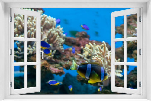 Fototapeta Naklejka Na Ścianę Okno 3D - coral reef with colorful fishes on a blue background